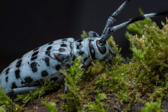 Macro Photography of Blue-Spotted Longhorn Beetle on Mossy Twig, Entomology Wildlife Close-Up