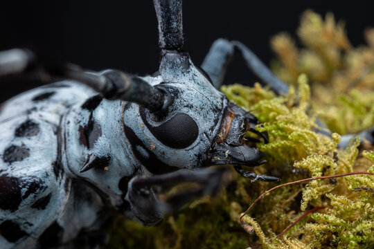 Macro Photography of Blue-Spotted Longhorn Beetle on Mossy Twig, Entomology Wildlife Close-Up