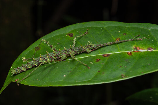 Masterfully camouflaged mossy stick insect (Phasmatodea, also known as a spiny leaf insect) resting on a vibrant green leaf, set against a dark, blurred natural background.