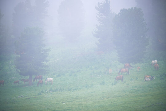 Horses graze on an alpine meadow in thick fog.