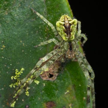 Macro Photography of Camouflaged Green Orb-Weaver Spider on Leaf, Arachnology Wildlife Close-Up