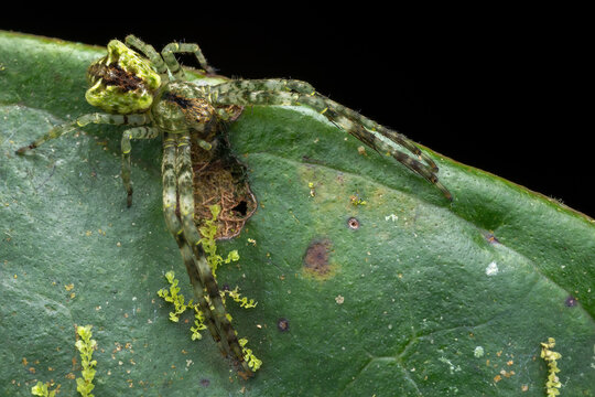 Macro Photography of Camouflaged Green Orb-Weaver Spider on Leaf, Arachnology Wildlife Close-Up