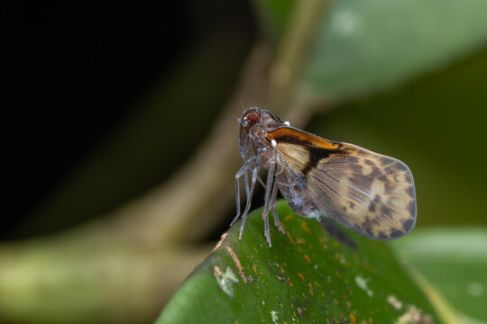 High-resolution macro photograph of a delicate planthopper insect (family Fulgoromorpha) perched on a vibrant green leaf, captured against a soft, blurred natural background.