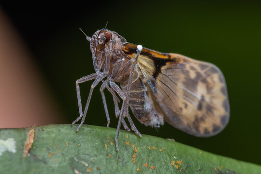 High-resolution macro photograph of a delicate planthopper insect (family Fulgoromorpha) perched on a vibrant green leaf, captured against a soft, blurred natural background.