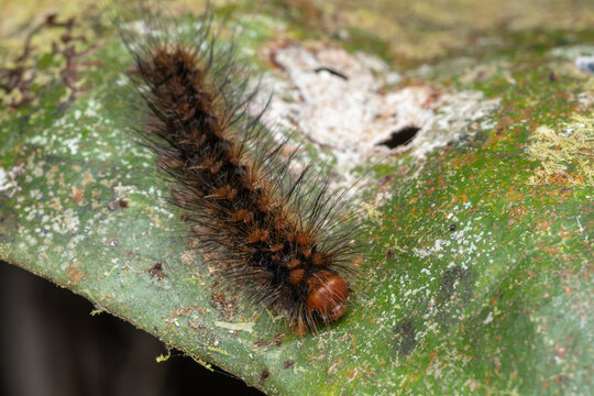 Macro Photography of Fuzzy Brown Caterpillar on Mossy Leaf, Entomology Wildlife Close-Up