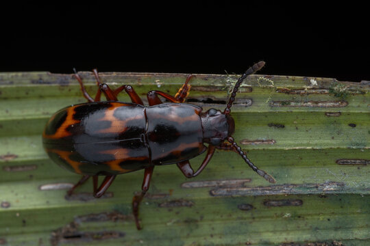High-resolution macro photograph of a striking patterned Fungus Beetle, Micrencaustes lunulata, Erotylidae perched on a weathered green leaf