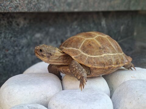 A close side profile portrait of a small brown Russian tortoise cautiously stepping on smooth white stones against a blurred dark background