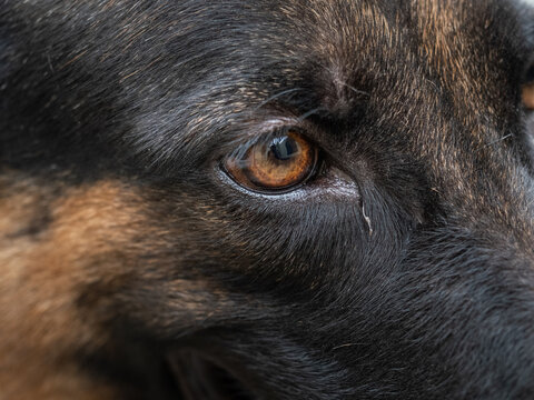 Extreme close-up of a German Shepherd dog's eye, showing rich amber iris and detailed fur texture.
