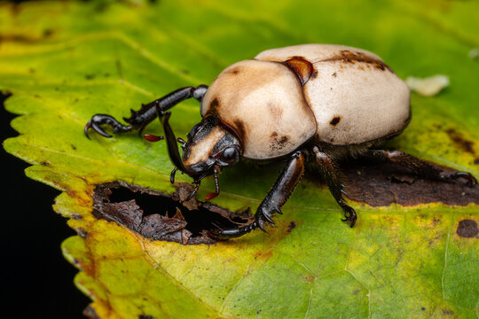 Extreme close-up macro photograph of a striking scarab beetle perched on a green, decaying leaf.