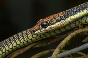 Fototapeta premium Extreme close-up photograph of a vibrant arboreal snake perched on a moss-covered branch.