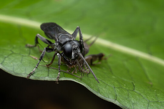 Macro shot of a black and white wasp hunting a cricket on a green leaf.