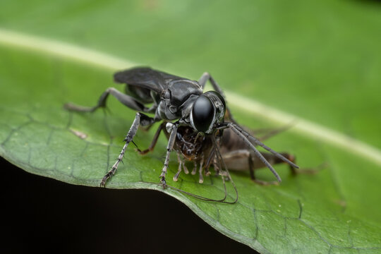 Macro shot of a black and white wasp hunting a cricket on a green leaf.