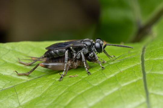 Macro shot of a black and white wasp hunting a cricket on a green leaf.