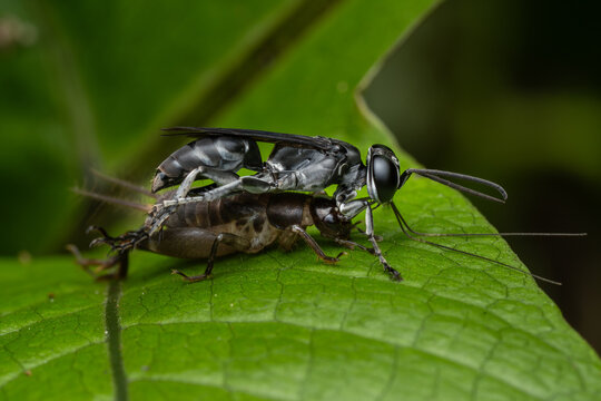 Macro shot of a black and white wasp hunting a cricket on a green leaf.