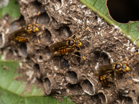 Extreme close-up macro photograph of three yellow and brown wasps actively working on their intricate paper nest, attached to a green leaf.