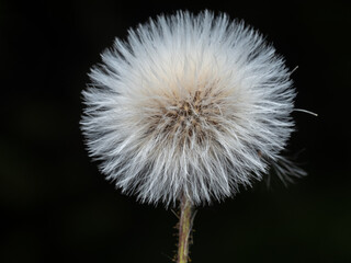 Fototapeta premium Macro photograph of a delicate dandelion seed head, isolated against a dark background.