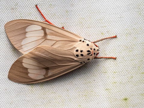 Macro photograph of a moth with intricate camouflage patterns and eye-spots, resting on a textured fabric background.