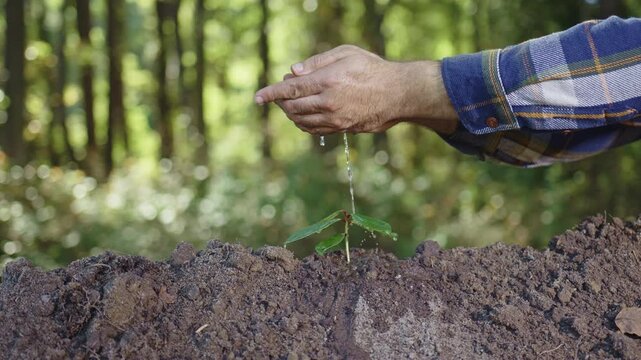 Plant care scene. Human touch and nature. Small plant big life. Water for young growth. Eco care in action. Sprout getting water. Nature grows in hands.