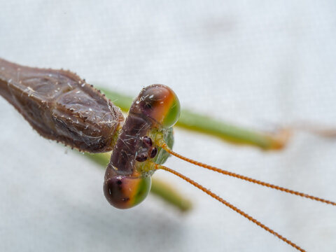 Extreme macro portrait of a praying mantis's head, showcasing its colourful compound eyes and antennae.