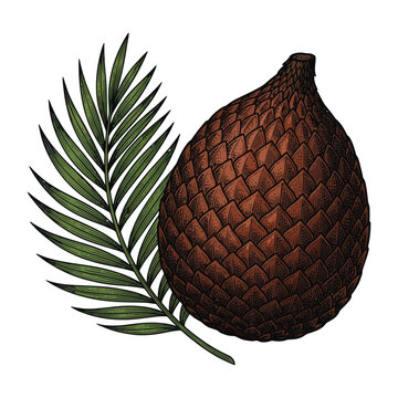 Salak fruit with palm leaf on white background vector illustration