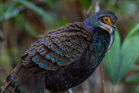 Bornean Peacock-pheasant (Polyplectron schleiermacheri) perched on a rainforest branch, showing its distinctive ocellated plumage.