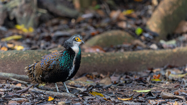 Bornean Peacock-pheasant (Polyplectron schleiermacheri) perched on a rainforest branch, showing its distinctive ocellated plumage.