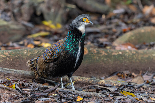 Bornean Peacock-pheasant (Polyplectron schleiermacheri) perched on a rainforest branch, showing its distinctive ocellated plumage.