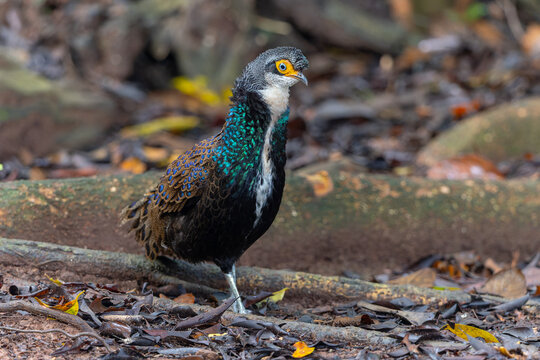 Bornean Peacock-pheasant (Polyplectron schleiermacheri) perched on a rainforest branch, showing its distinctive ocellated plumage.