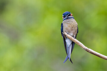 Obraz premium Whiskered Treeswift (Hemiprocne comata), a colourful tropical bird, perched on a bare branch in Borneo's rainforest.