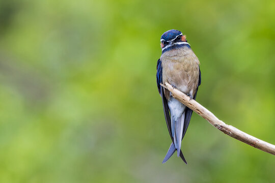 Whiskered Treeswift (Hemiprocne comata), a colourful tropical bird, perched on a bare branch in Borneo's rainforest.