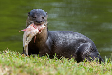 Obraz premium Wild smooth-coated otter eating a freshly caught fish on a grassy riverbank.