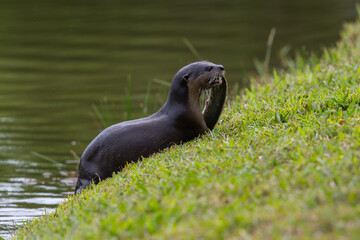 Fototapeta premium Smooth-coated otter carrying a large fish up a grassy riverbank after a successful hunt.