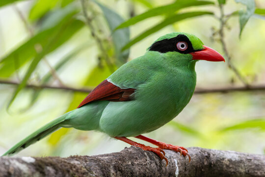 Bornean Green Magpie (Cissa jefferyi) perched on mossy branch, Borneo rainforest endemic bird