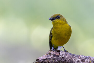 Fototapeta premium Bornean Whistler (Pachycephala hypoxantha) perched on branch, endemic Borneo bird close-up