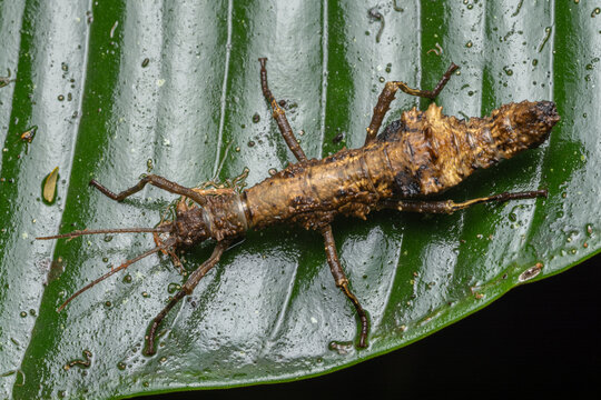Brown spiny stick insect macro on green leaf in Borneo rainforest