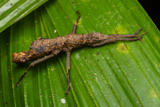 Brown spiny stick insect macro on green leaf in Borneo rainforest