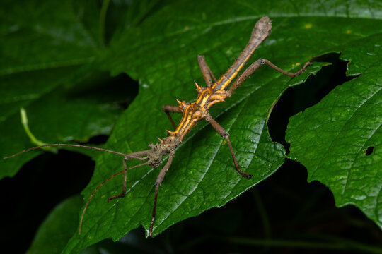 Spiny stick insect (Epidares nolimetangere) macro shot on green leaf in Borneo rainforest