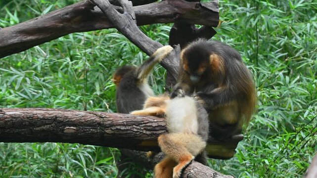 Three golden snub-nosed monkeys are interacting on tree branches. One adult grooms another, while a younger monkey watches nearby
