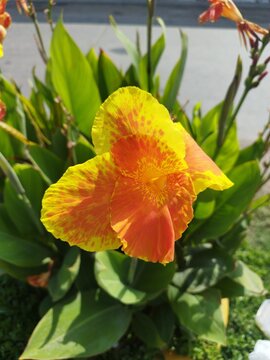 Flor achira amarilla y naranja en primer plano con fondo de hojas verdes naturales