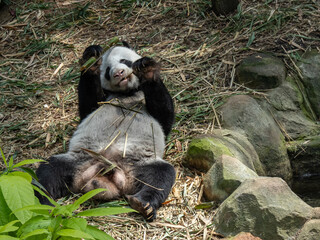 A giant panda (Ailuropoda melanoleuca) lies on its back while holding and eating a bamboo © alenthien