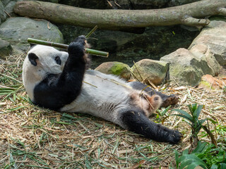 A giant panda (Ailuropoda melanoleuca) lies on its back while holding and eating a bamboo © alenthien