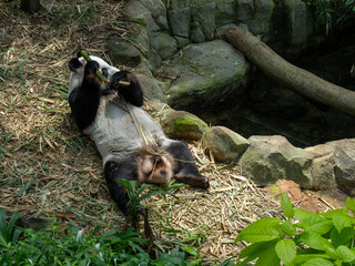 A giant panda (Ailuropoda melanoleuca) lies on its back while holding and eating a bamboo © alenthien