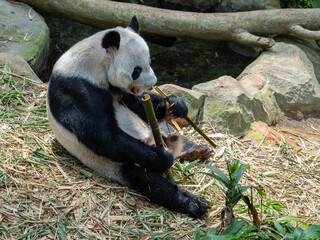 A giant panda (Ailuropoda melanoleuca) lies on its back while holding and eating a bamboo © alenthien