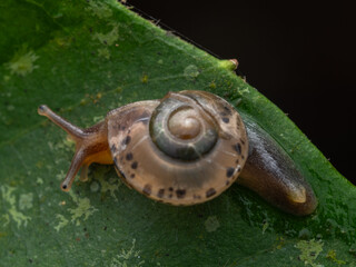 Macro shot of a small spotted snail crawling on a green leaf. © alenthien