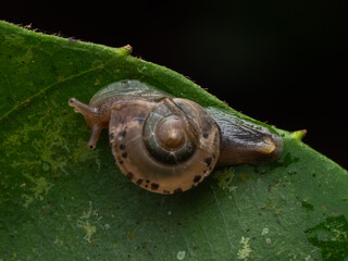 Macro shot of a small spotted snail crawling on a green leaf. © alenthien
