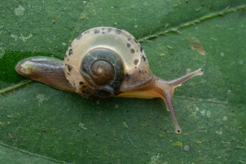 Macro shot of a small spotted snail crawling on a green leaf. © alenthien