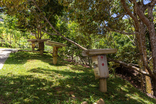 Rows of traditional wooden stingless bee hives are set in a sun-dappled tropical forest garden