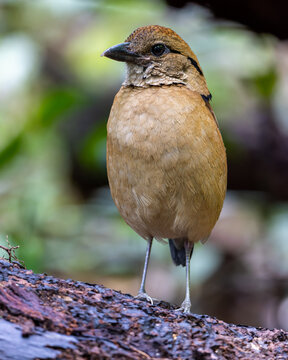 Close-up of a female Giant Pitta (Hydrornis caeruleus) perched on a rainforest log in Sabah, Malaysia. A rare and vulnerable bird species.