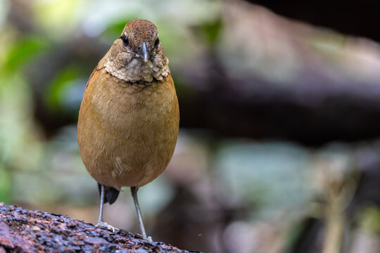 Close-up of a female Giant Pitta (Hydrornis caeruleus) perched on a rainforest log in Sabah, Malaysia. A rare and vulnerable bird species.