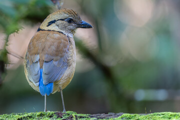 Fototapeta premium Close-up of a female Giant Pitta (Hydrornis caeruleus) perched on a rainforest log in Sabah, Malaysia. A rare and vulnerable bird species.